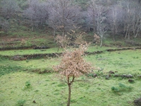 nte Mojo-30122011 039